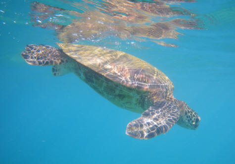 Sea Turtle